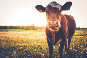 Los animales en el hinduismo