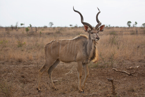 antilope africano kudu