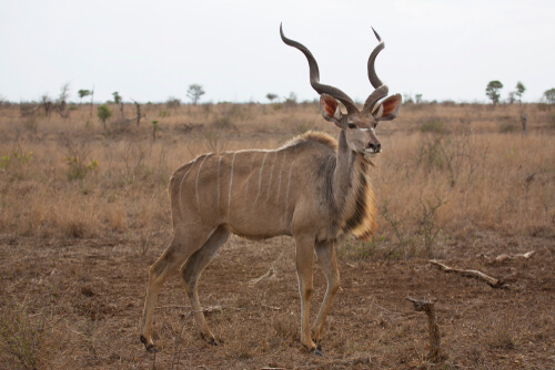 Antílope africano kudú