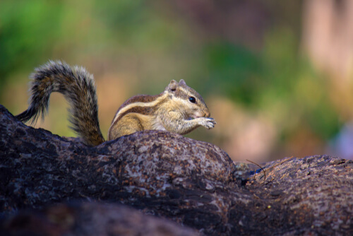 Ardilla rayada o chipmunk