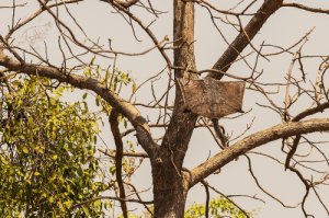 Las curiosas ardillas voladoras