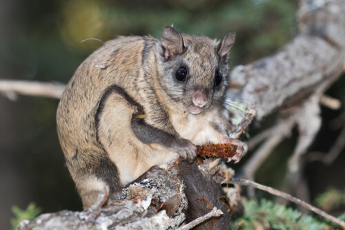 Ardilla voladora: hábitat