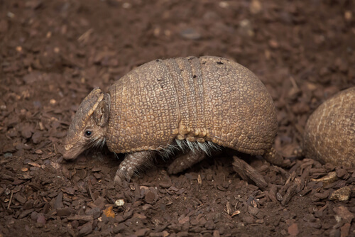 Armadillo dormilón