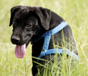 Mitos y verdades sobre el arnés para perros