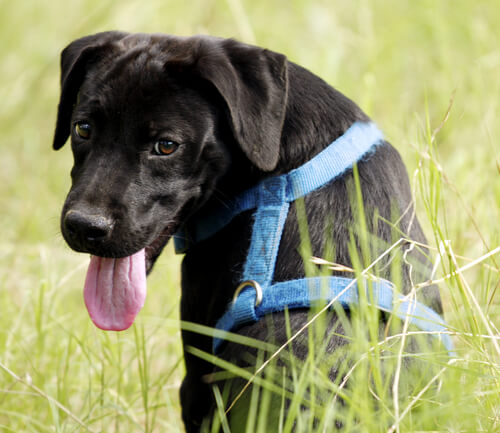 Arnés para perros: características