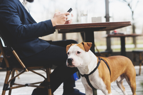 Man with a Pitbull wearing a harness