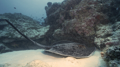Arrecife de Aldabra Seychelles