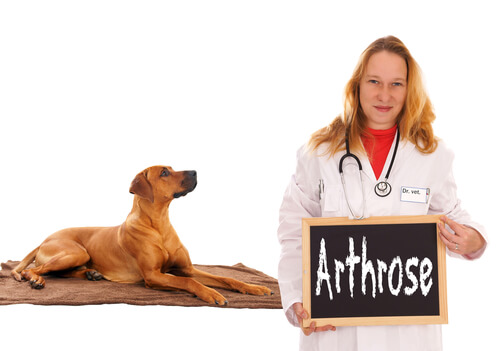 Artrosis canina: cuidados