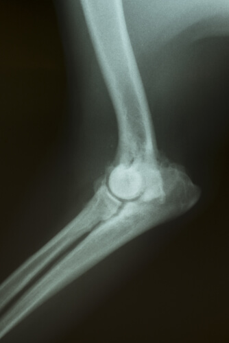 Arthrose canine : symptômes.