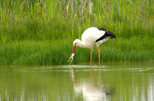 aves de la buena suerte