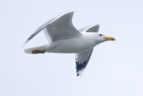 (Ave) Gaviota: hábitat y alimentación