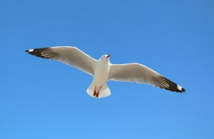 ¿Por qué las gaviotas son aves marinas?