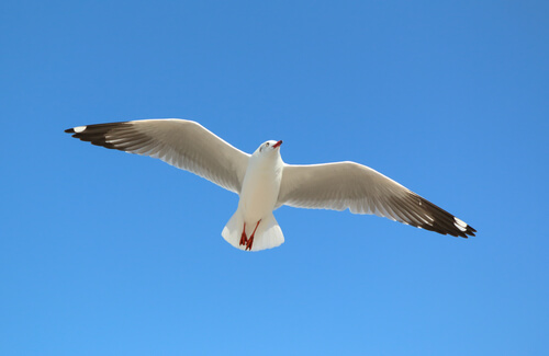 (Aves) Gaviotas: características