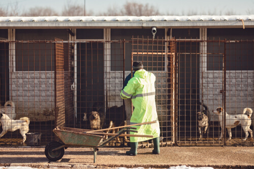 Ayudar a protectoras de animales