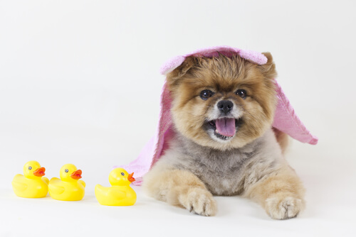Bañar a un perro en seco