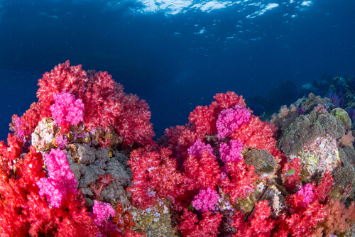 Barrera de coral de Australia