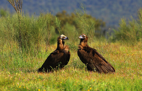 Black vulture.