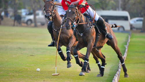 Caballos de polo