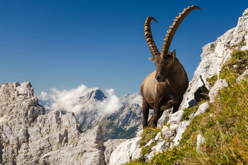 Cabra salvaje de los alpes