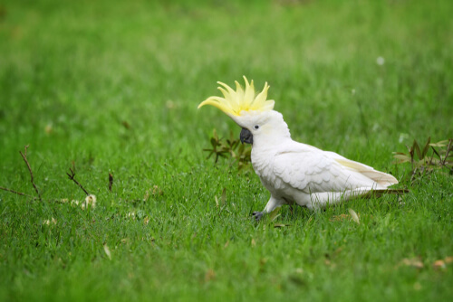 Cacatúas: comportamiento