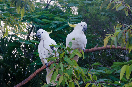 Cacatúas: hábitat