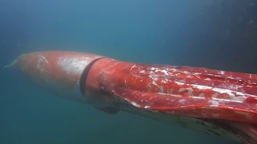 Calamar gigante: hábitat