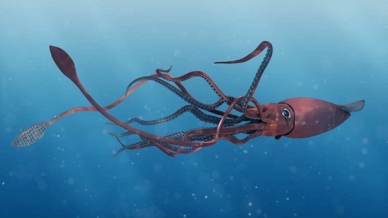 Calamar gigante: ¿mito o realidad?