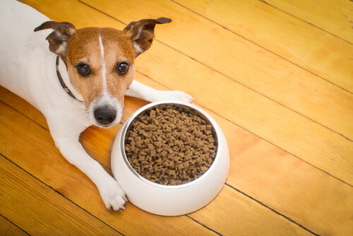 Cambiar alimento del perro