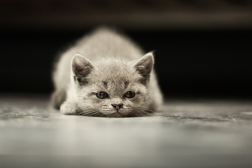 Tipos de cáncer más frecuentes en gatos
