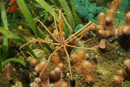 Cangrejo araña: tamaño