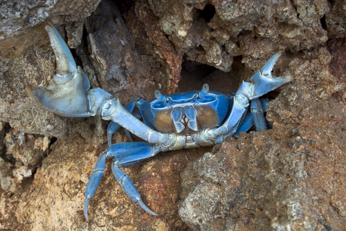 Cangrejo azul invasor