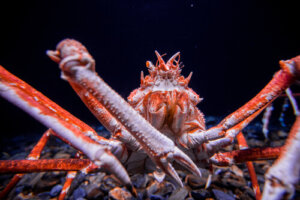 Cinco especies de cangrejos sorprendentes