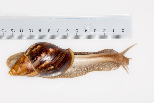 El caracol gigante africano es una especie invasora