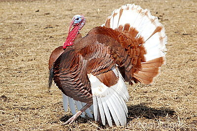 Características del pavo rojo de Bourbon