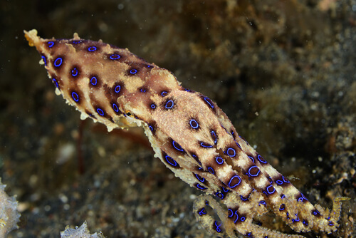 Características del pulpo de anillos azules: veneno
