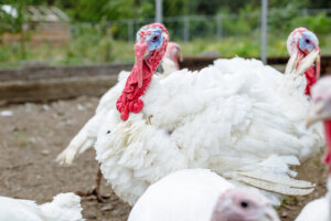 Consejos para la cría del pavo doméstico