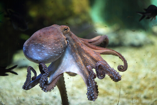 Características del pulpo común: hábitat