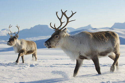 10 animales de la tundra