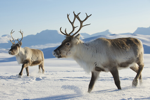 5 animales de la tundra — Mis animales