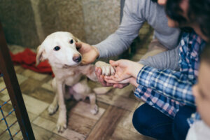 Requisitos para montar una protectora de animales