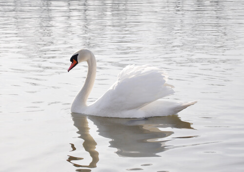 Cisne blanco