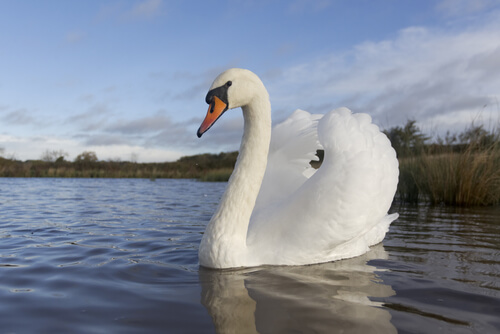 Cisne: características