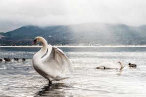 El comportamiento del cisne blanco, su día a día