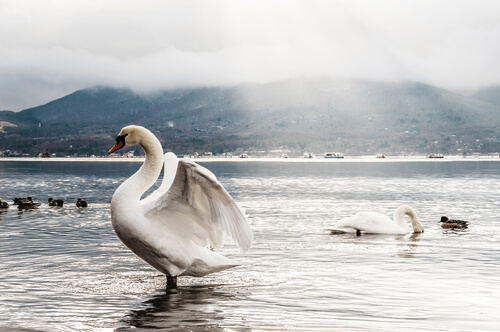 Cisne: hábitat