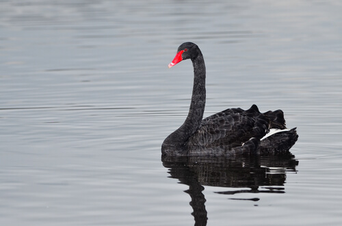 Cisne negro: curiosidades del animal