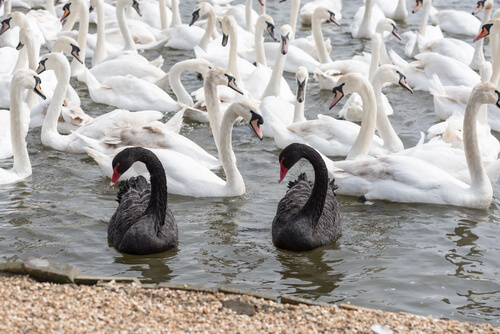 Cisnes negros y blancos: en qué se diferencian