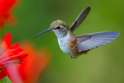 Colibrí: características, hábitat y alimentación