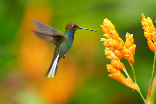 Colibrí: migración