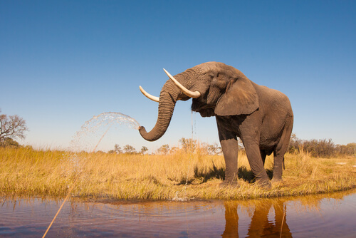 Défenses de l'éléphant d'Afrique.