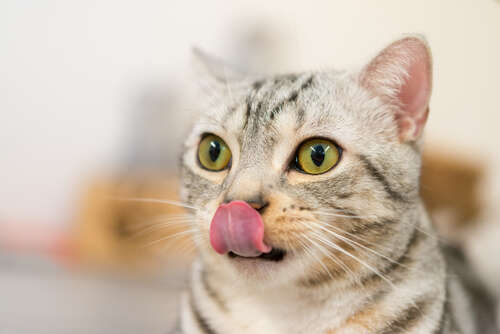 Comida favorita de los gatos